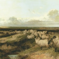 A sheperd and his dog at work